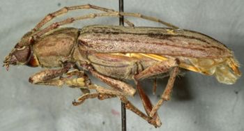 Media type: image;   Entomology 23744 Aspect: habitus lateral view